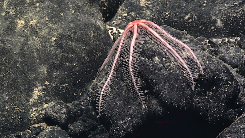 A brisingid sea star clings to a manganese rock. (Image courtesy of the NOAA Office of Ocean Exploration and Research, 2017 American Samoa)